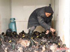 王仁金：养殖致富路