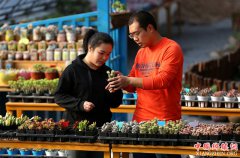 90后夫妻创业办“多肉花园”实现致富梦