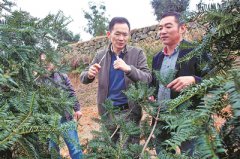 荒山种出致富林