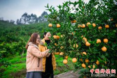 重庆江津区杜市镇：600亩甜橙等你来摘