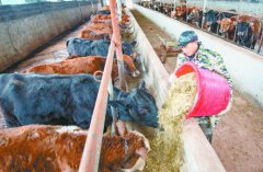 <b>湖南：肉牛养殖 脱贫增收</b>
