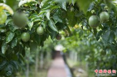 <b>湖南双牌：产业旺 乡村兴</b>