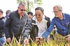 发展再生稻大有可为