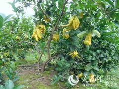 重庆云阳：佛手村种佛手 铺开村民致富路