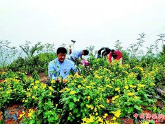 <b>四川泸州：引种金丝皇菊 铺就金色增收路</b>