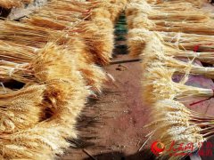 江苏沭阳＂干花大王＂创业经：1亩小麦产值如何达到上万美元