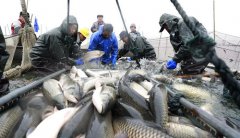 江苏盱眙冬捕忙