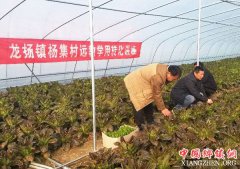 安徽省龙扬镇拓宽渠道加大远教学用转化成果