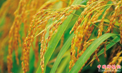 <b>中国科学家成功克隆出杂交稻种子</b>