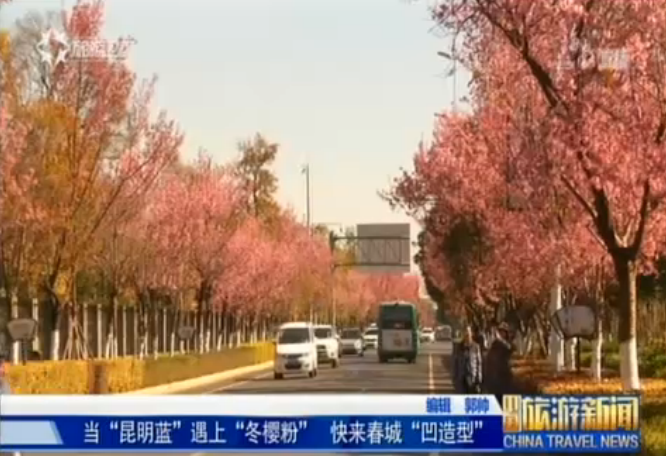 云南：昆明红塔西路冬樱花大道成冬日景观