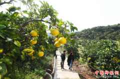 南部县：林下搞种养 效益噌噌涨