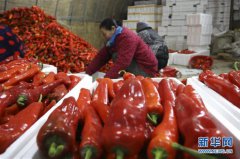 <b>江苏淮安洪泽东双沟镇大棚辣椒喜获丰收</b>