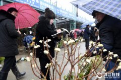 杭州萧山百余苗农新春赶早集