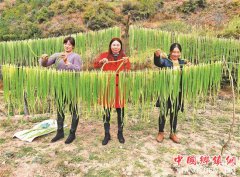 <b>云南巍山生态贡菜助农脱贫增收</b>