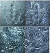 古生物学家发现世上最袖珍恐龙足迹化石