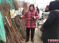 <b>郯城：果树苗靠“身份”亮相街头赢客户</b>