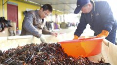 <b>春季龙虾收获忙</b>