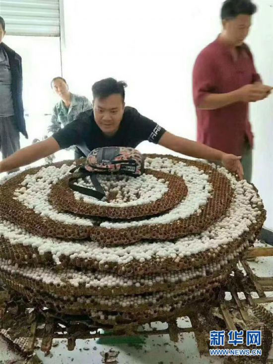 （图文互动）（6）昆虫专家在云南发现体长超过6厘米的超级大黄蜂