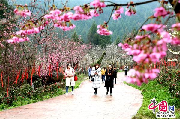 四川广元:柏林沟樱花盛开 数千游客前来