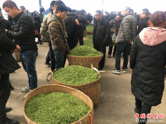 <b>蒙顶山春茶缘何涨价不愁销</b>