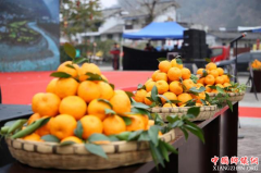 <b>石棉黄果柑节开幕 当天达成50万公斤采购意向</b>