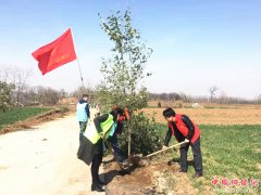 陕西大明镇：开展新时代文明实践“植树造绿”主题活动