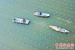 <b>初春时节淮安盱眙蚌农分殖珍珠蚌幼苗</b>