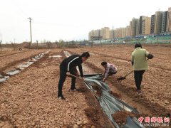 <b>陕西华州区莲花寺镇何巷村：花椒产业园里忙栽植</b>