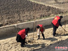 安徽埇桥道东街道：最是一年春光好 植树添绿正当时