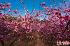 高山上种下蟠桃树 赏花采果都赚钱