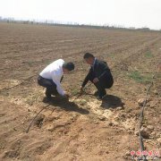 <b>陕西华州区莲花寺镇：做大做强金银花产业  助推乡村振兴</b>