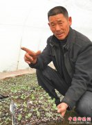 <b>王连平：“土法”来育苗”一株省八毛</b>