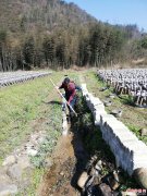 安徽贵池：棠溪镇组织实施血吸虫病螺点环境改造项目