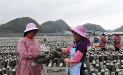 集体经济助增收