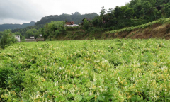 南江县：大巴山上“致富花”村民增收全靠它