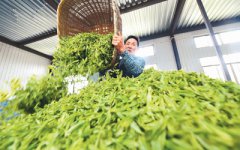 <b>神州处处采茶忙</b>