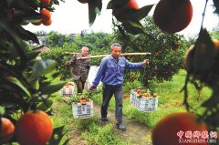 泸州市纳溪区大渡口镇 万亩甜橙助农增收