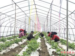 安徽省冉庙乡：农忙正当时，人勤盼丰收