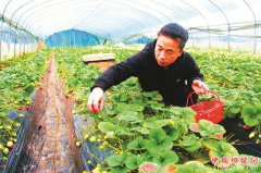 <b>泸州市纳溪区：温室大棚种草莓 亩收入超5万元</b>