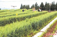 <b>仪陇县赛金镇：无人机防控农作物病虫害</b>