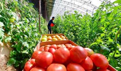 <b>果蔬种植助增收</b>