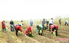 <b>安徽颍东：订单红薯助增收</b>