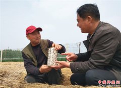 <b>郯城：“牡耳一号”落户开出“致富花”</b>