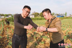 <b>岳池县：订单种植红香椿</b>