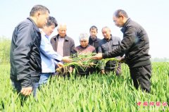 <b>安徽颍东：指导防治病虫害</b>