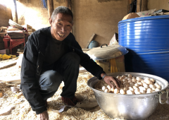 <b>甘孜州乡城县：藏鸡养殖铺就致富路</b>