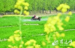江苏宿迁：田间春管保丰收