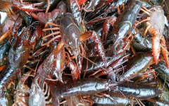 旺苍县：小龙虾供不应求