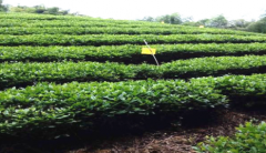 <b>安徽贵池花庙村：打造一村一品特色产业</b>