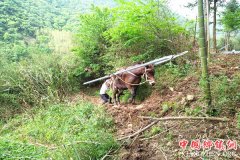 <b>安徽棠溪石门村：多举措推进高压线路改造工程顺利进行</b>